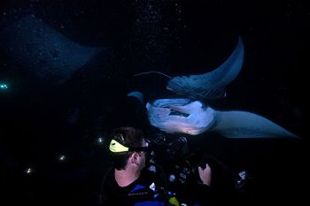 Mantas come in for photo-op at Kona manta night dive by Andy Lerner 